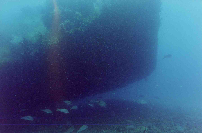 Queensland_Museum2005_bow.jpg